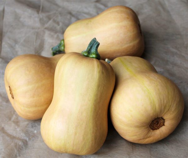 Cucurbita moschata Butterbaby F1 PMT 1