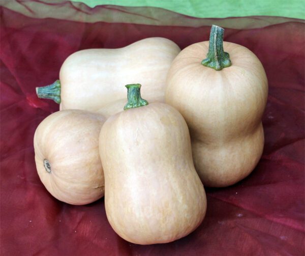 Cucurbita moschata Butterbaby F1 PMT 3