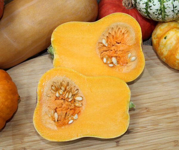 Cucurbita moschata Butterbaby F1 PMT