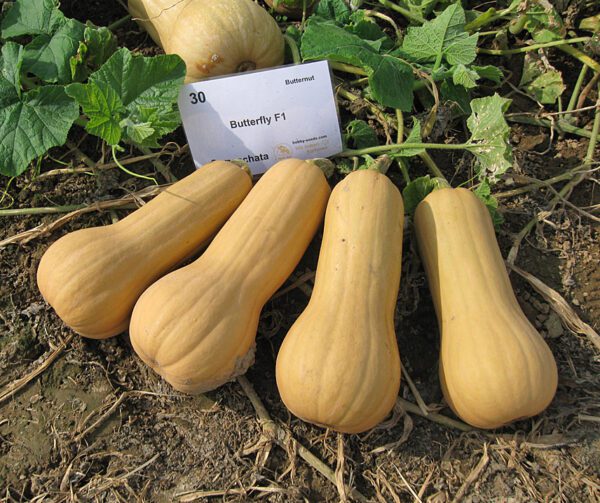 Cucurbita moschata Butterfly F1 1