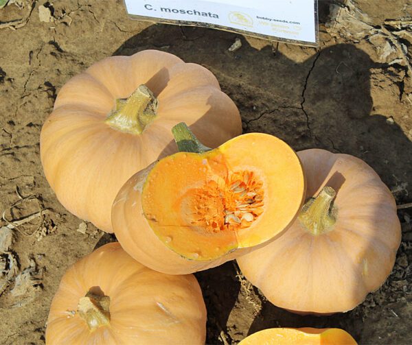 Cucurbita moschata Butterkin F1 1