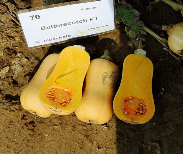 Cucurbita moschata Butterscotch PMT F1 1