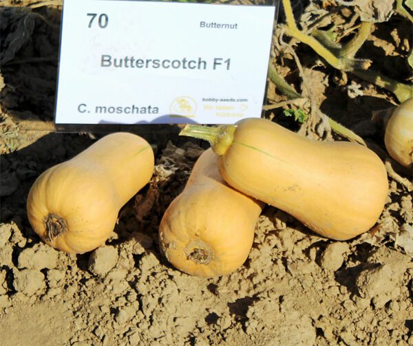 Cucurbita moschata Butterscotch PMT F1 2