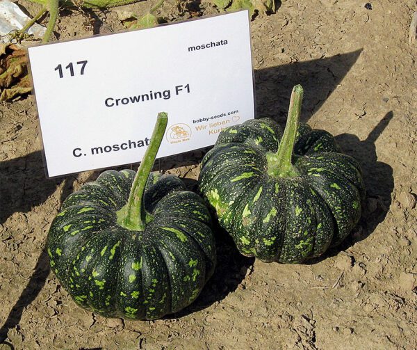 Cucurbita moschata Crowning F1