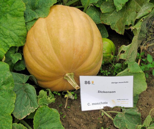 Cucurbita moschata Dickenson