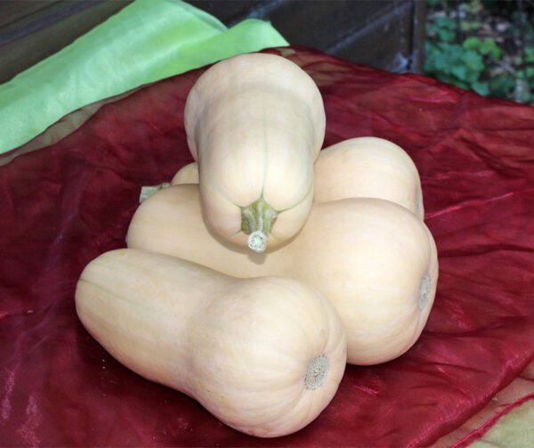 Cucurbita moschata Emilly F1 PMT 1