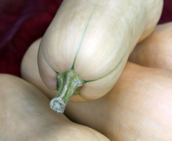 Cucurbita moschata Emilly F1 PMT 2