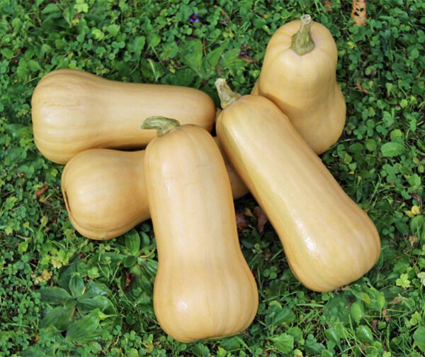 Cucurbita moschata Emilly F1 PMT 3