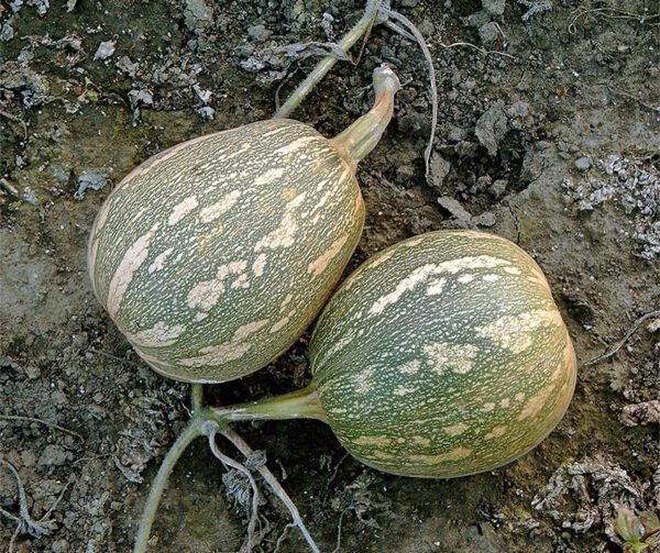 Cucurbita moschata Fairy F1