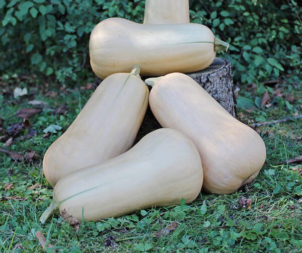 Cucurbita moschata Granite F1 2