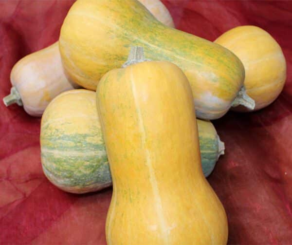 Cucurbita moschata Helviz F1 1