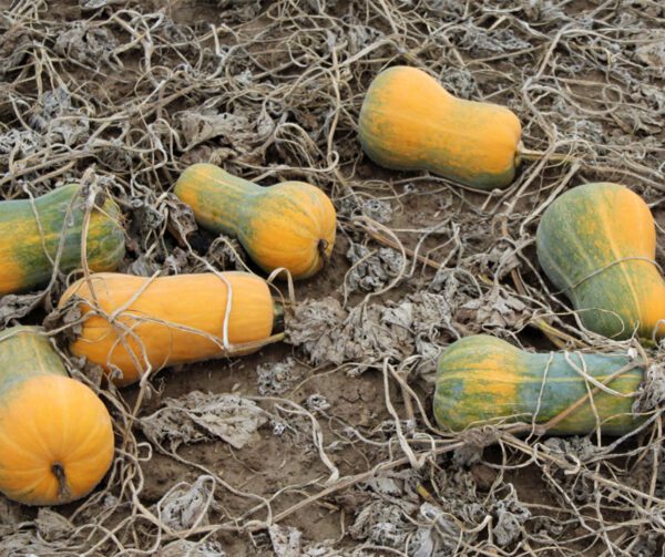 Cucurbita moschata Helviz F1 3