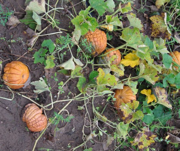 Cucurbita moschata Hidemi 2