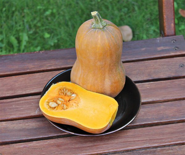 Cucurbita moschata Honeynut 1