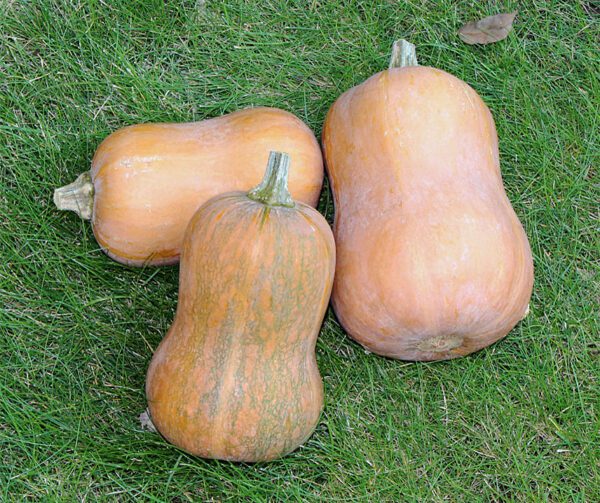 Cucurbita moschata Honeynut 2