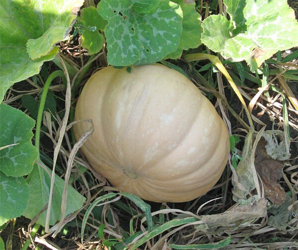 Cucurbita moschata Ibiza 2