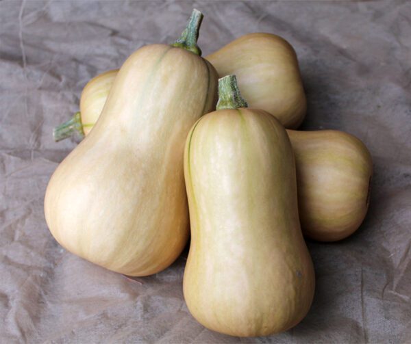 Cucurbita moschata Isabelle F1