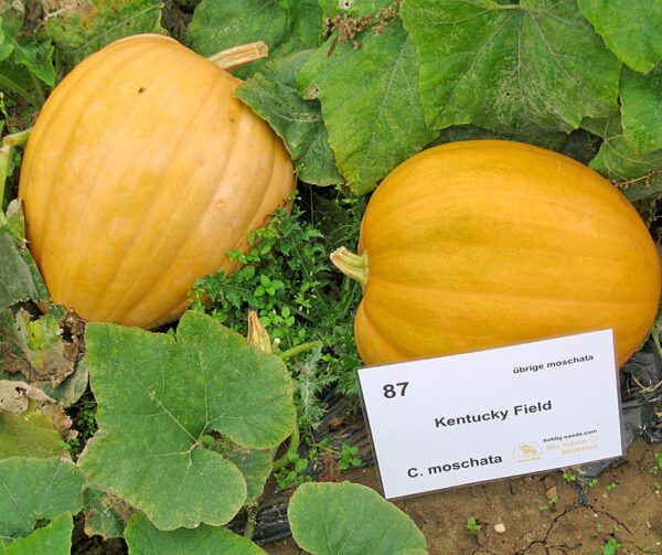 Cucurbita moschata Kentucky Field