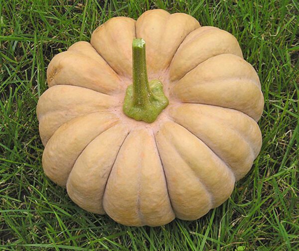 Cucurbita moschata Kikuza 1