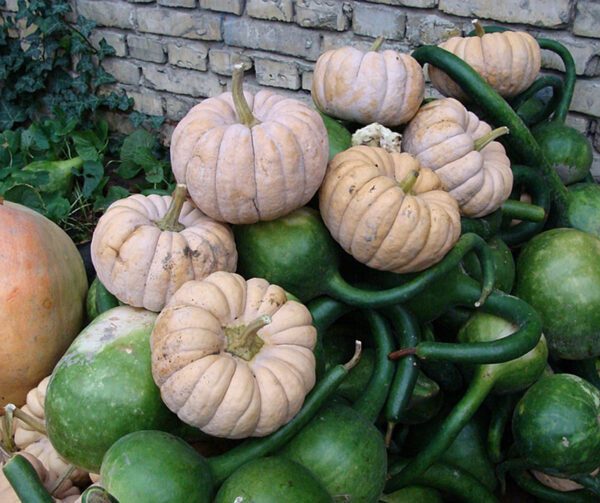 Cucurbita moschata Kikuza