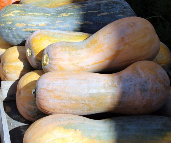 Cucurbita moschata Lunga di Napoli 1