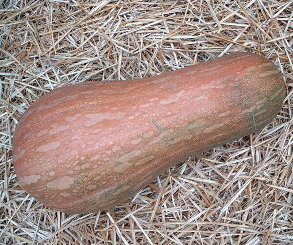 Cucurbita moschata Lunga di Napoli 2