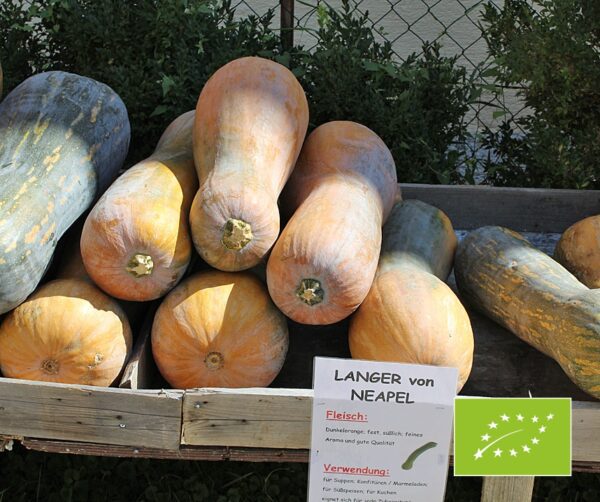 Cucurbita moschata Lunga di Napoli 3