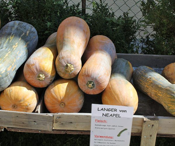 Cucurbita moschata Lunga di Napoli