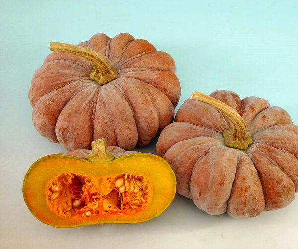 Cucurbita moschata Marvinna F1