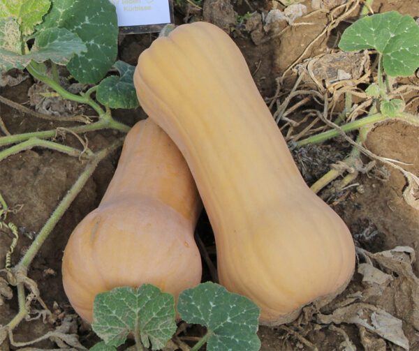 Cucurbita moschata Mathilda F1