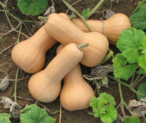 Cucurbita moschata Maxim F1