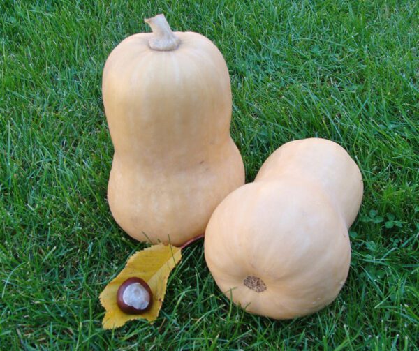 Cucurbita moschata Mennina Creme