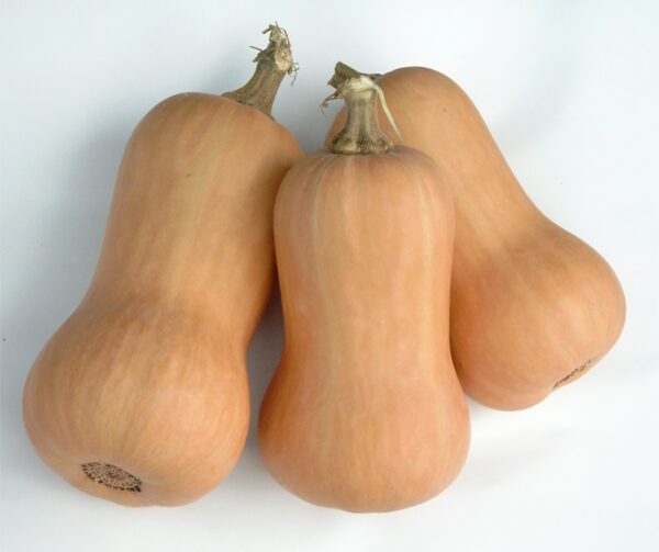 Cucurbita moschata Metro F1 PMT 1