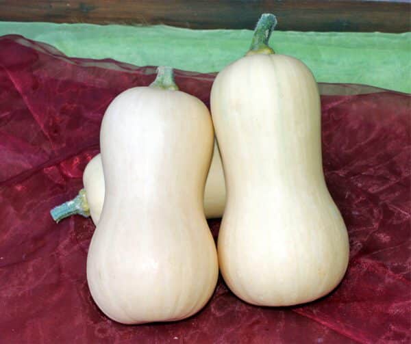 Cucurbita moschata Mieluna F1 PMT 3