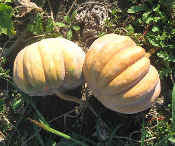 Cucurbita moschata Mini Musk 3