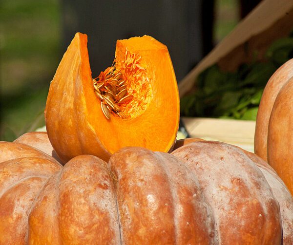 Cucurbita moschata Muscade de Provence 1