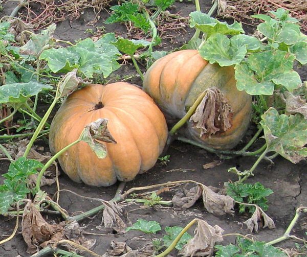 Cucurbita moschata Muscade de Provence 2