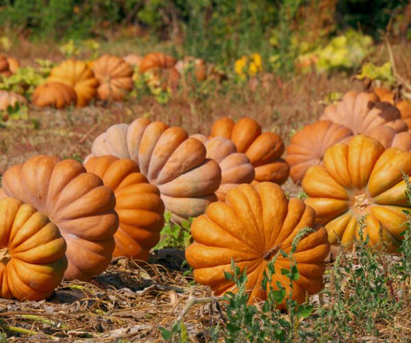 Cucurbita moschata Muscade de Provence 3