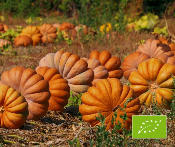 Cucurbita moschata Muscade de Provence 4