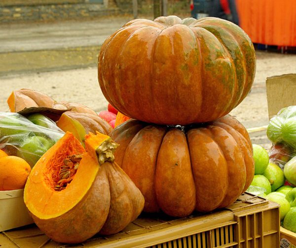 Cucurbita moschata Muscade de Provence