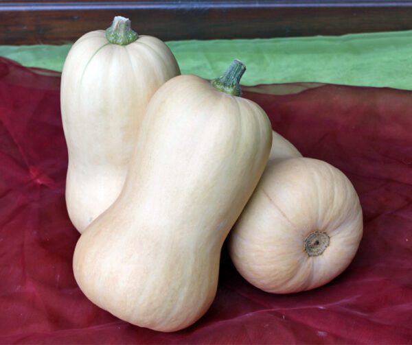 Cucurbita moschata Nutterbutter 1