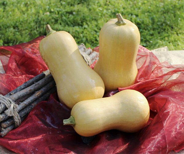 Cucurbita moschata Nutterbutter 2