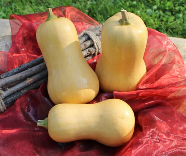 Cucurbita moschata Nutterbutter 3