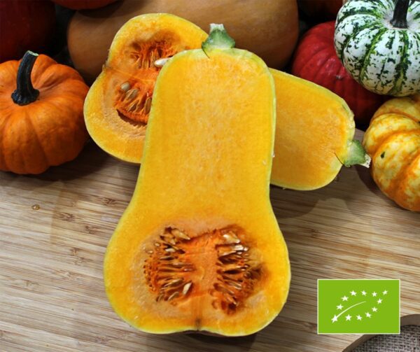 Cucurbita moschata Nutterbutter 5