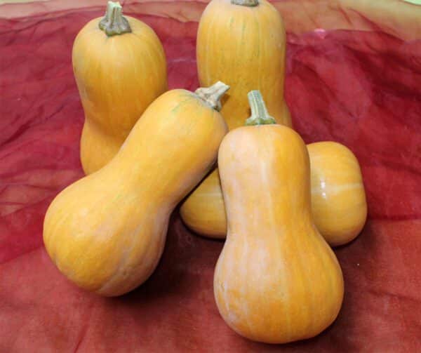 Cucurbita moschata Pancho F1 6