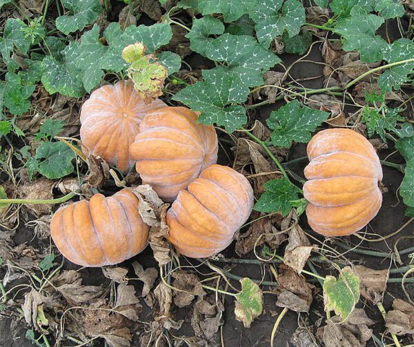 Cucurbita moschata Panther F1 4