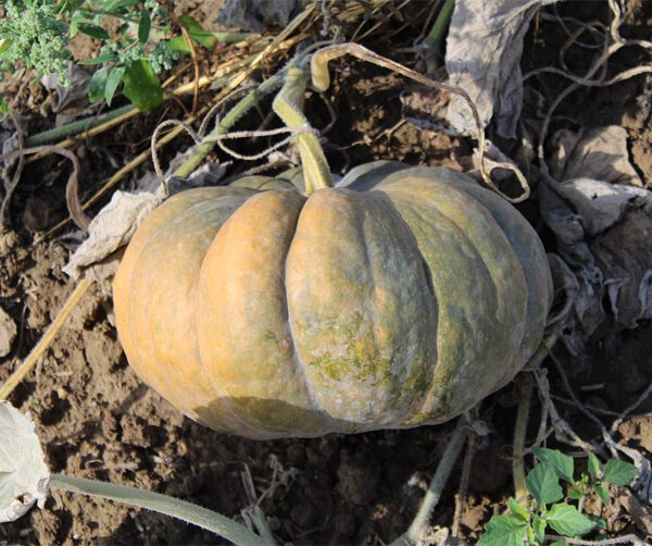 Cucurbita moschata Panther F1 5