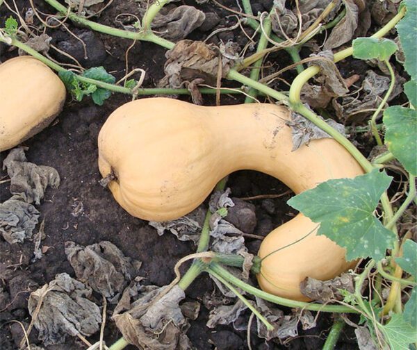 Cucurbita moschata Pennsylvania Dutch Crookneck