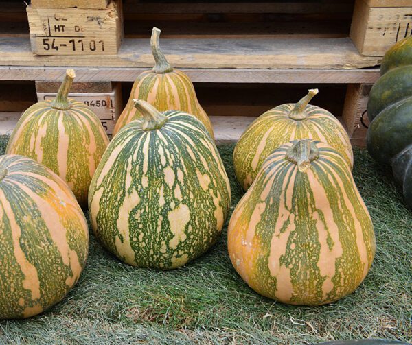 Cucurbita moschata Phoenix F1