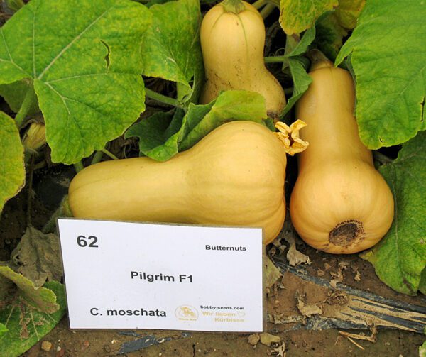 Cucurbita moschata Pilgrim F1 1